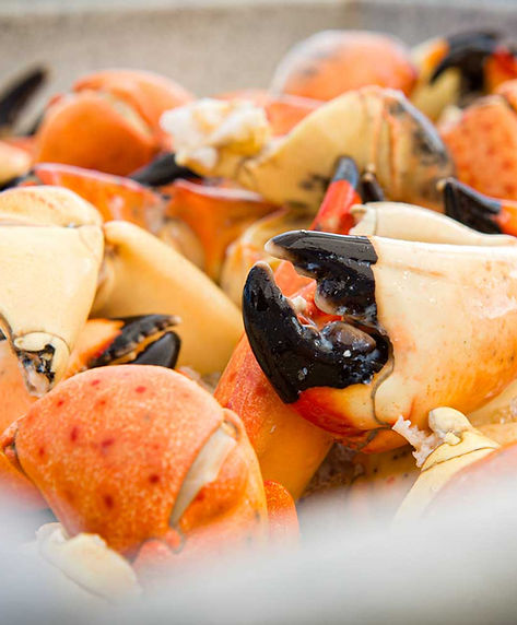 Florida stone crab in an aquaculture research habitat