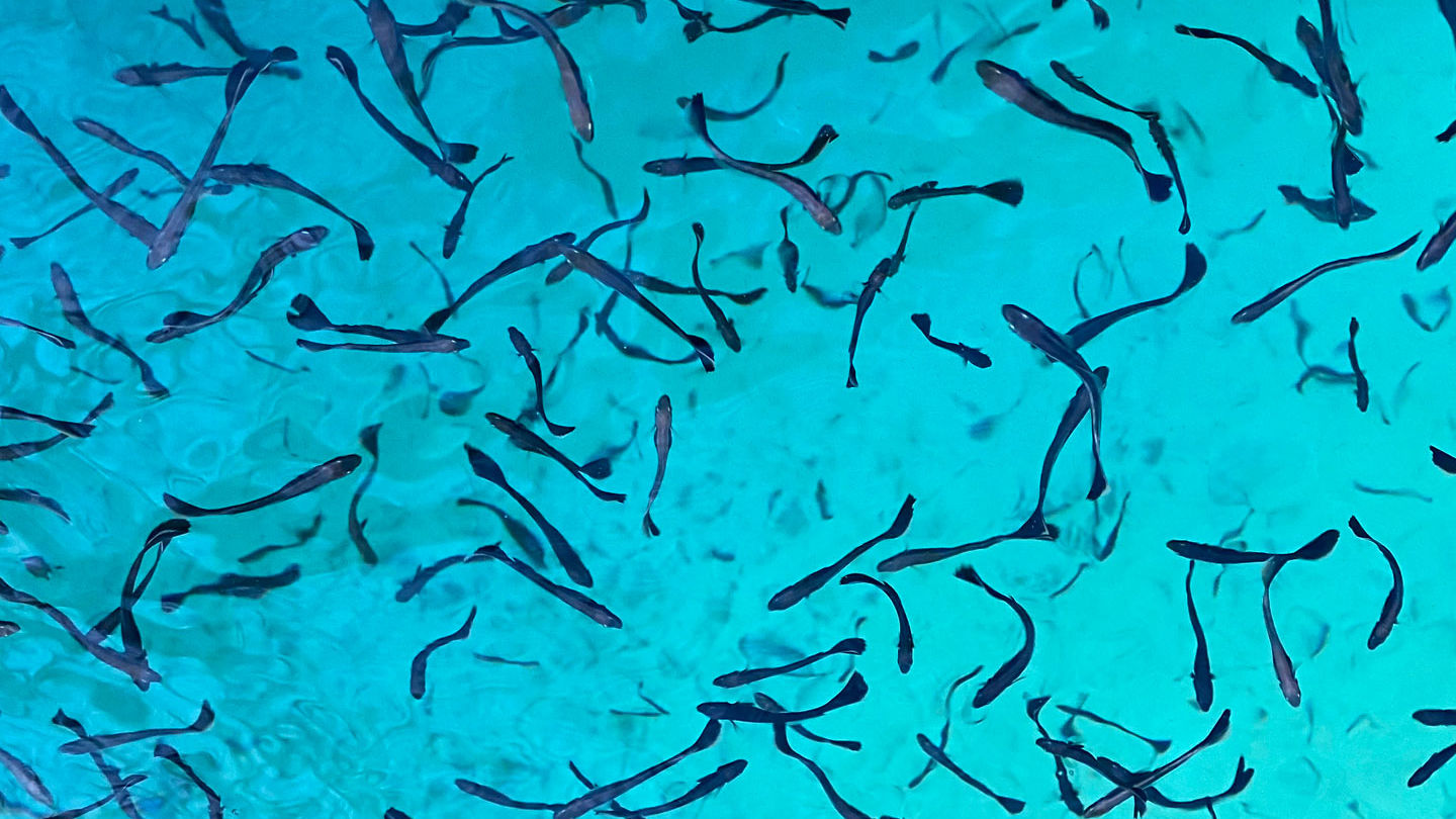 MRC Fisheries oceanic research vessel background