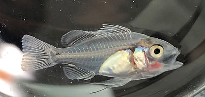 Baby Snapper Development