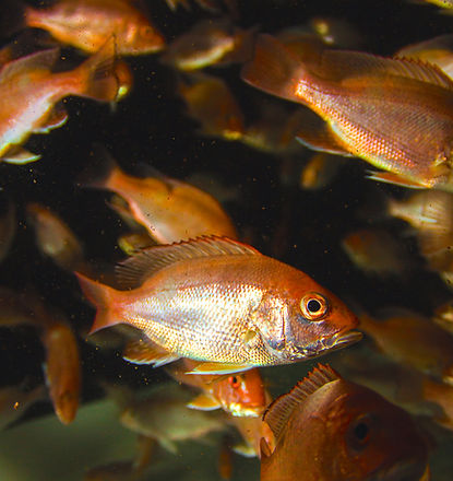 Red Snapper