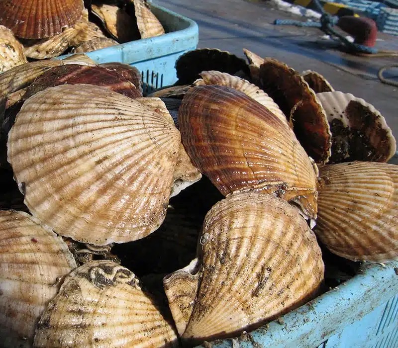 Ingredientes marinos naturales para formulaciones de alimento MRC