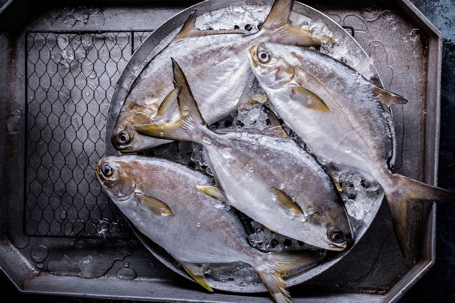 Florida pompano swimming in an aquaculture marine research tank