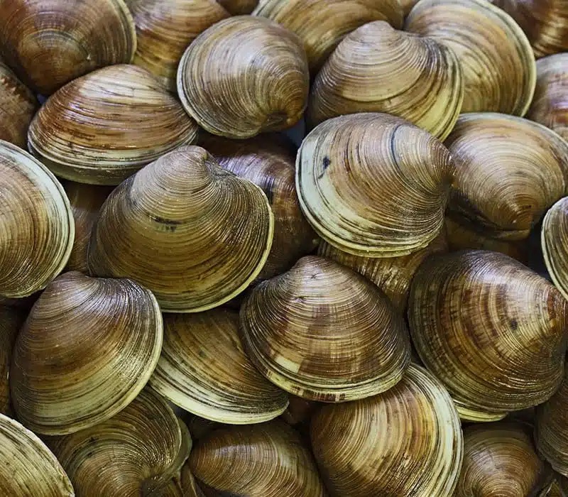 Acuicultura e Investigación MRC Fisheries